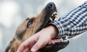 A German Shepard dog biting the hand of a man.